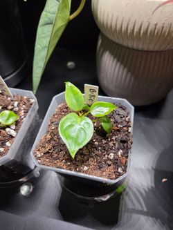 Philodendron Billietiae