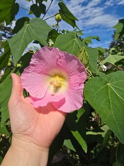 Confederate Rose. It is also known as cotton rose, rose mallow, or Dixie rose.