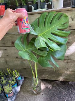Living art!!! Huge 13” split leaf monstera deliciosa cutting w/lots of roots; vase not included