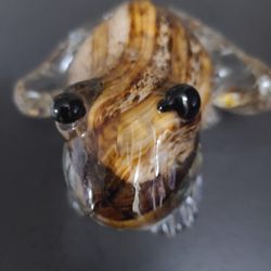 Glass Frog 