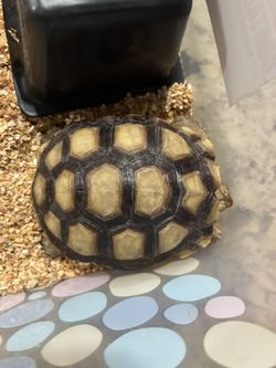 Tortoise Found In Oceanside