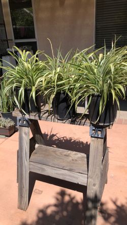 Spiders Plants
