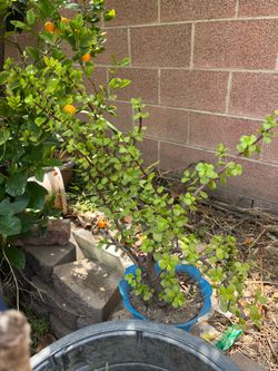 Elephant Bush plant pot