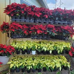 Poinsettias 4.5 Inches 