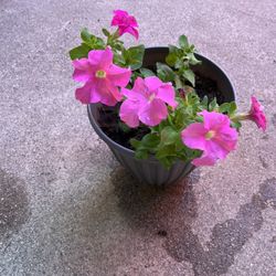 Flowers  In Pot Decorative Green Putunia Plants 