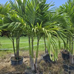 Christmas palms songle double  triple 