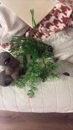 Aquarium plants/decor