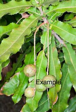 Macadamia Nut Tree