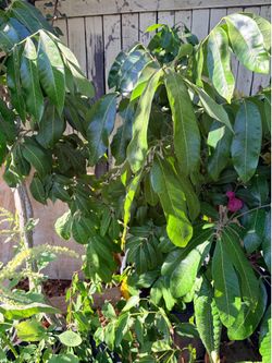 Fruiting Logan Trees For Sale