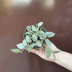 4” Hoya Krohniana Esquimo 