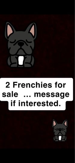 2 Frenchies