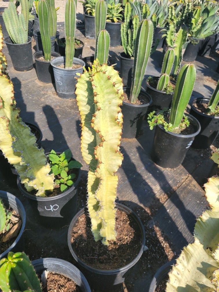 Euphorbia Ammak Cactus 🌵