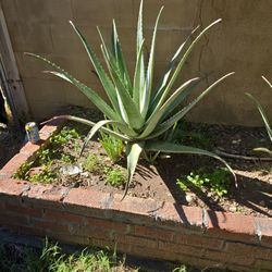 Aloe Plants