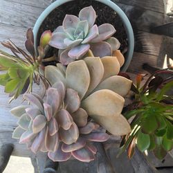 Succulent Plant In  Ceramic Pot 