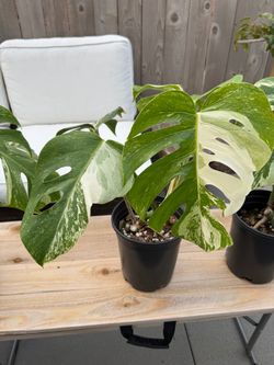 Variegated Monstera Albo Mature Plants