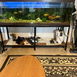 Fishing Tank, Including Fish For Sale