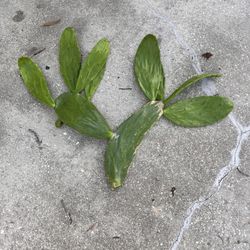 Nopales Edible/Medicinal Organic Clipping 