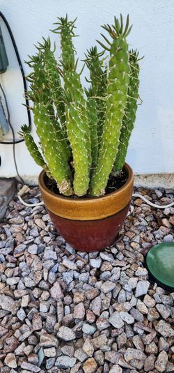 Desert plant