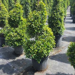 Beautiful Topiary Plants!!! Fertilized!!! Starting At $35. Different Sizes And Prices. 