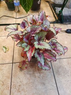 Plants