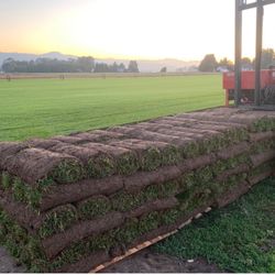 Fescue Sod 