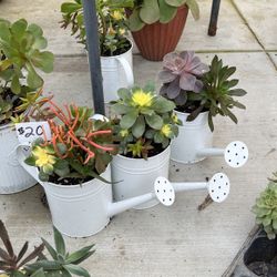 Cute Succulent Planters