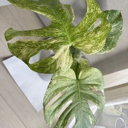 Monstera White Monster