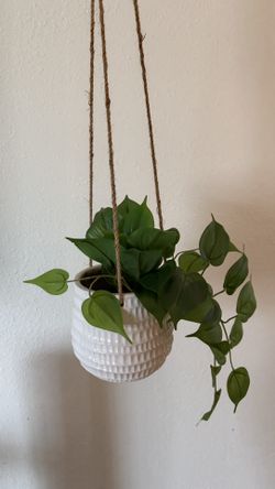 Trailing Vines Hanging Planter