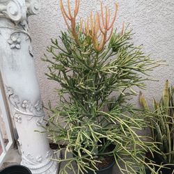 Succulents Fire Stick, Pencil. $25.00