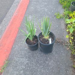 Yuca Plant 