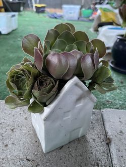 Aeonium arboreum, the tree aeonium, tree houseleek, or Irish rose Succulent With Ceramic Small House Pot