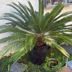Sago Palm In Nice Pot 