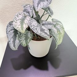 Satin Pothos