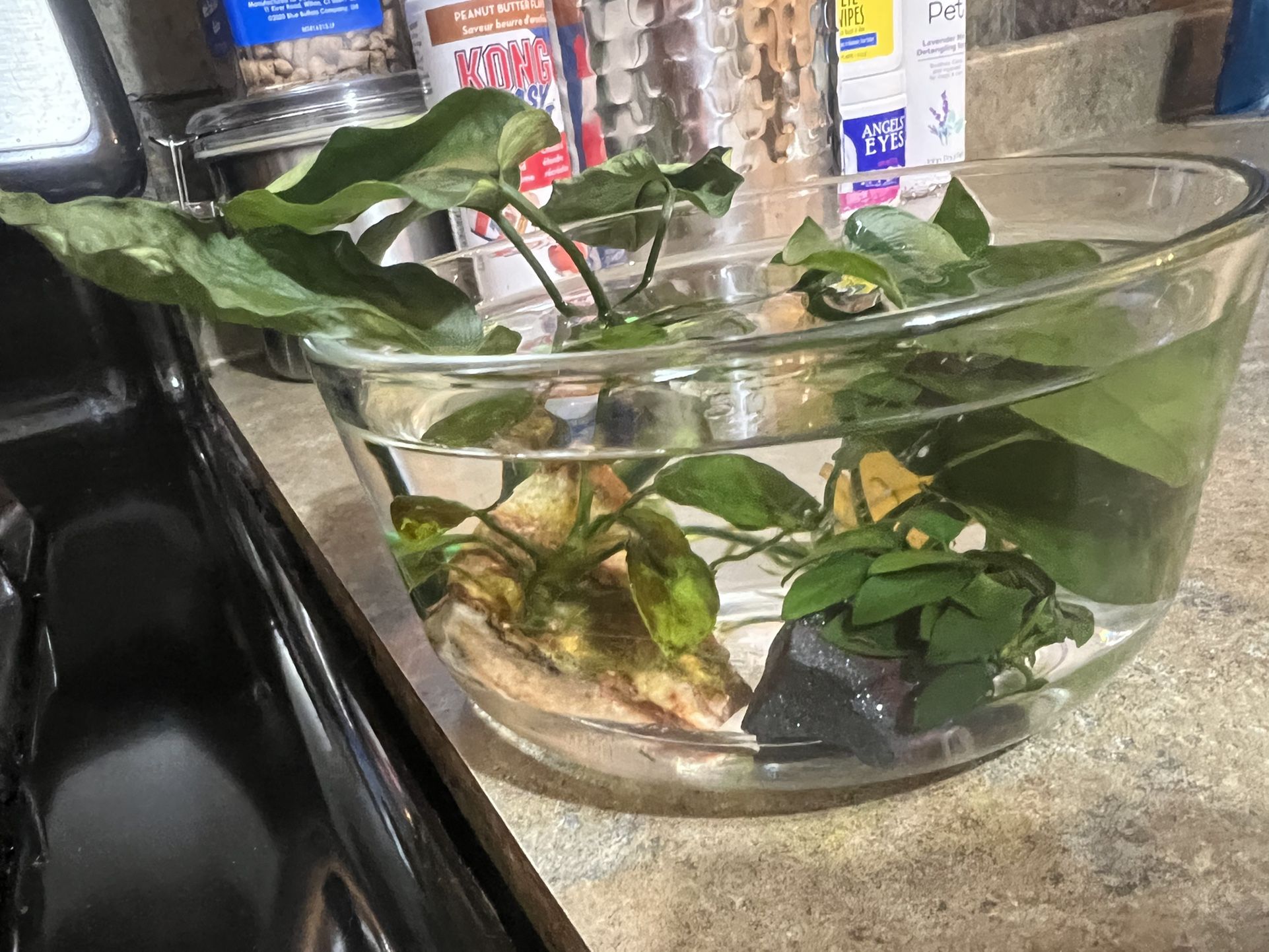 Fish tank 10 Gallon