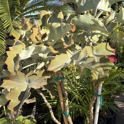 Elephant ear succulent