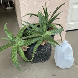7 Gallon Nursery Planter Pot w/ 5 Large Aloe Maculata Plants | Soap Aloe