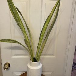 🌼 Rare Snake Plant | Sansevieria “Lauren” | Low Light & Drought Tolerant | Air Purifying | Vase Not Included