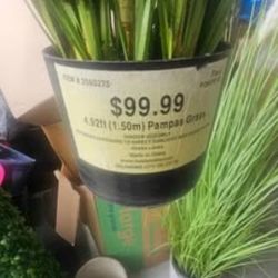 Brand New Artificial Plants
2 Available- $40 each