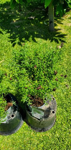 # 5  Lavender Topiary 1 gallon Plant pot