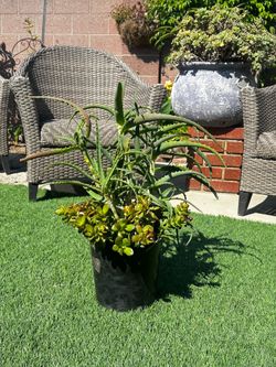 Climbing Aloe & Jade Plant arrangement