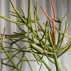 Plant And Tools 35ave/glendale