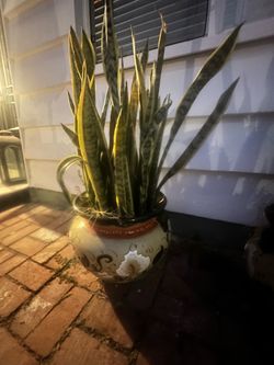 Snake Plant in large Mexican Talavera ceramic planters. I have 2. $50 each