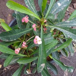 Crown Of Thorns Plant 