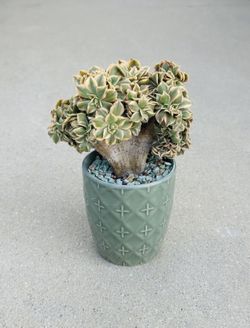 Succulents plants 🪴 