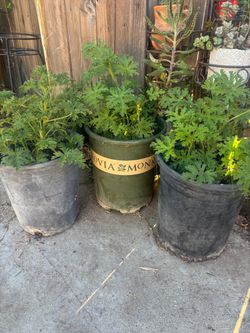 Citronella