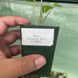 Alocasia Portora Variegated 