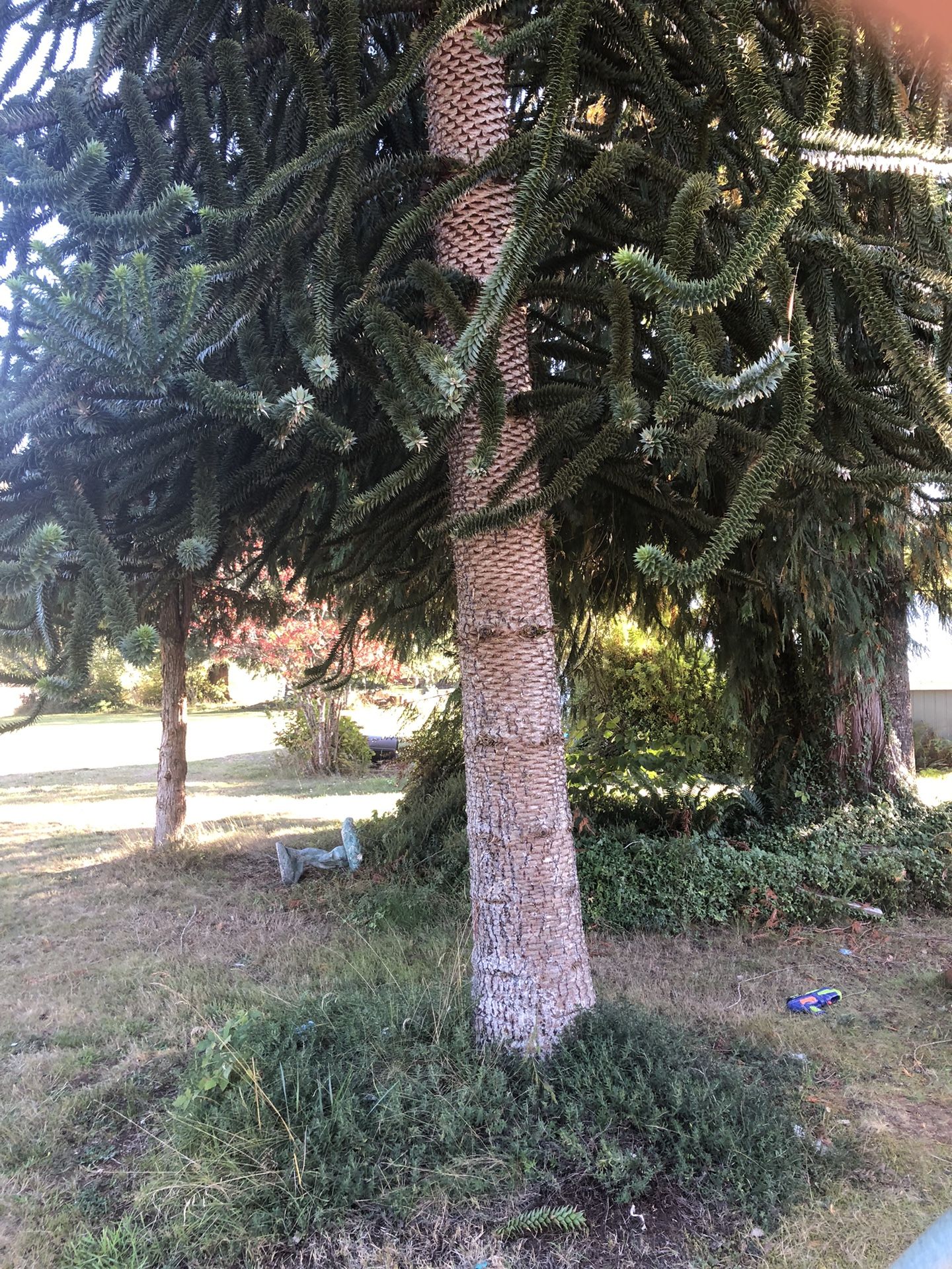 Monkey Puzzle Tree Wood For Wood Turning Rare
