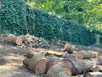 Cedar and fir Free fire wood logs