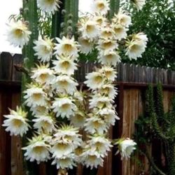 Echinopsis spachiana Cactus 🌵