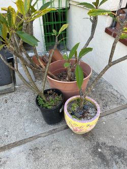 3 Plumeria plants and pots